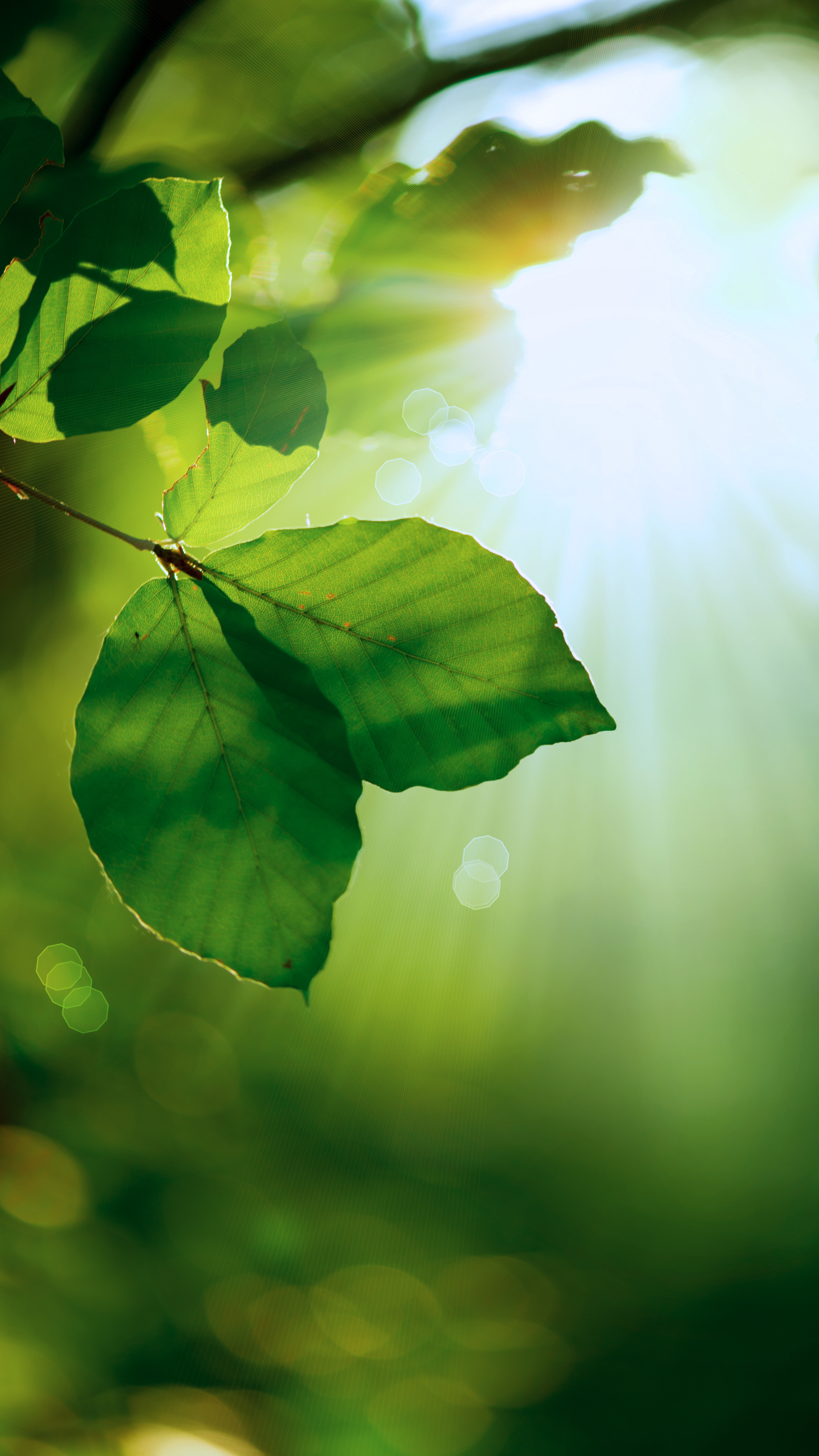 <h4><strong>JDS |<br></strong>Where Science Meets Nature to Begin a New Chapter in Wellness </h4>